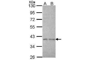Image no. 2 for anti-Eukaryotic Translation Initiation Factor 3, Subunit I (EIF3I) (Center) antibody (ABIN2855240)