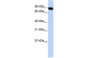 Image no. 1 for anti-Activating Transcription Factor 6 beta (ATF6B) (Middle Region) antibody (ABIN2777358)