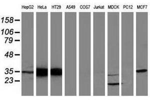 Image no. 4 for anti-Annexin A3 (ANXA3) antibody (ABIN1496645)