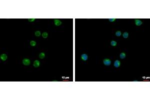 Image no. 2 for anti-Vacuolar Protein Sorting 37C (VPS37C) (N-Term) antibody (ABIN2856560)