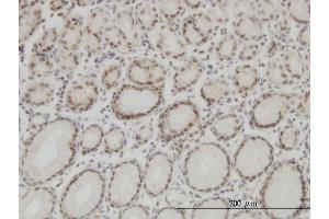 Image no. 1 for anti-High Mobility Group Box 1 (HMGB1) (AA 1-215) antibody (ABIN1326935)