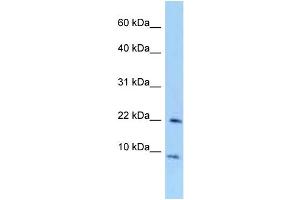 Image no. 1 for anti-Transcription Elongation Factor A (SII)-Like 7 (TCEAL7) (Middle Region) antibody (ABIN2784332)