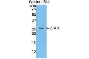 Image no. 1 for anti-Cardiotrophin 1 (CTF1) (AA 1-203) antibody (ABIN1077904)