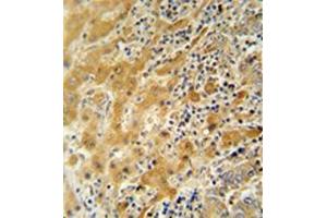 Image no. 1 for anti-Nucleolar and Spindle Associated Protein 1 (NUSAP1) (AA 27-56), (N-Term) antibody (ABIN953796)