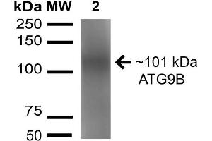 Image no. 2 for anti-Autophagy Related 9B (ATG9B) (AA 110-121) antibody (Atto 488) (ABIN5066211)