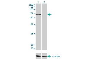 CACNB1 antibody  (AA 500-598)