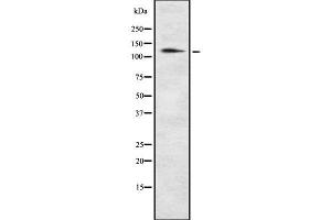 Image no. 1 for anti-POM121 Membrane Glycoprotein (POM121) antibody (ABIN6264352)