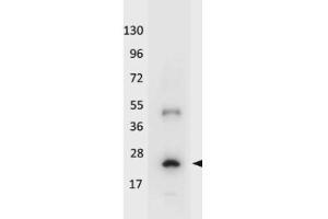 Image no. 1 for anti-Interleukin 32 alpha (IL32A) antibody (HRP) (ABIN964766)