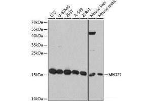 Western blot analysis of extracts of various cell lines using MED21 Polyclonal Antibody at dilution of 1:3000.