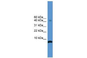Image no. 1 for anti-Cortistatin (CORT) (N-Term) antibody (ABIN2788111)