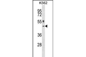 CRLF1 Antibody (Center) (ABIN1538198 and ABIN2848707) western blot analysis in K562 cell line lysates (35 μg/lane).