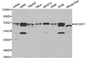 Image no. 1 for anti-Insulin-Like Growth Factor 2 mRNA Binding Protein 1 (IGF2BP1) antibody (ABIN6568062)