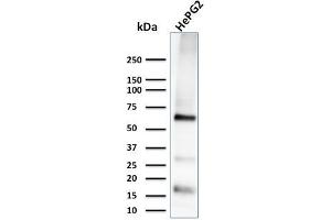 Western Blot Analysis of HePG2 cell lysate using Glypican-3 Monoclonal Antibody (1G12)