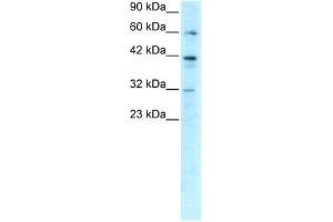 Image no. 3 for anti-E2F Transcription Factor 4, P107/p130-Binding (E2F4) (C-Term) antibody (ABIN2777218)