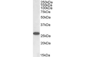 Image no. 1 for anti-Proopiomelanocortin (POMC) (C-Term) antibody (ABIN185387)