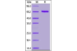 Image no. 2 for Poliovirus Receptor-Related 4 (PVRL4) (AA 32-349) (Active) protein (Fc Tag) (ABIN7013402)