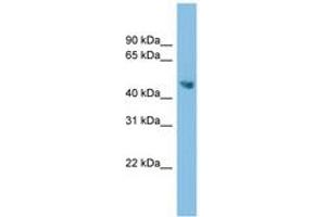 Image no. 1 for anti-Arginine Decarboxylase (ADC) (AA 179-228) antibody (ABIN6744973)