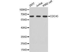 Image no. 2 for anti-Cell Division Cycle 45 Homolog (S. Cerevisiae) (CDC45) antibody (ABIN3022781)