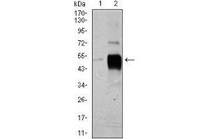Image no. 1 for anti-POU Class 3 Homeobox 2 (POU3F2) (AA 214-362) antibody (ABIN1098110)