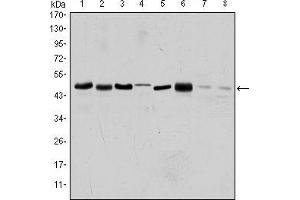 Image no. 3 for anti-Aurora Kinase A (AURKA) antibody (ABIN968971)