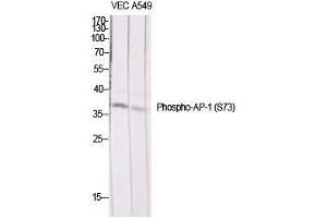 Western Blot (WB) analysis of specific cells using Phospho-AP-1/Jun D (S73/100) Polyclonal Antibody.