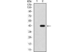 Image no. 4 for anti-Sirtuin 4 (SIRT4) (AA 215-314) antibody (ABIN5542440)