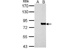 anti-Myxovirus Resistance Protein 1 (MX1) (Center) antibody