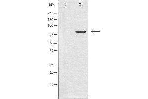 Image no. 2 for anti-Amyloid beta (A4) Precursor Protein-Binding, Family B, Member 2 (APBB2) (Internal Region) antibody (ABIN6257935)