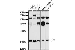 Western blot analysis of extracts of various cell lines, using LEP antibody (ABIN1513150, ABIN3021883, ABIN3021885 and ABIN6216821) at 1:1000 dilution.