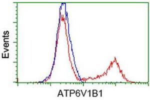 Image no. 1 for anti-ATPase, H+ Transporting, Lysosomal 56/58kDa, V1 Subunit B1 (ATP6V1B1) antibody (ABIN2716451)
