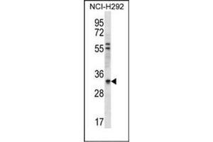 Image no. 1 for anti-HCLS1 Associated Protein X-1 (HAX1) (AA 160-190), (C-Term) antibody (ABIN952684)