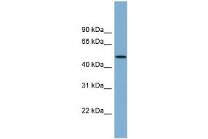 Image no. 1 for anti-ARP3 Actin-Related Protein 3 Homolog B (ACTR3B) (N-Term) antibody (ABIN2787218)