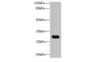CTRP6 anticorps  (AA 47-278)