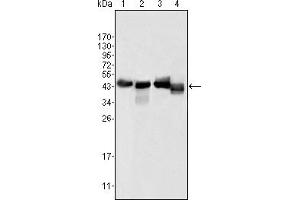Image no. 3 for anti-Apolipoprotein A-IV (APOA4) (AA 21-396) antibody (ABIN614381)