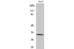 anti-Phosphotidylinositol Transfer Protein, beta (PITPNB) (Internal Region) antibody