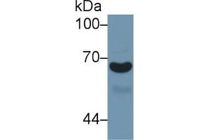 Image no. 2 for anti-alpha-1-B Glycoprotein (A1BG) (AA 220-415) antibody (ABIN1857838)