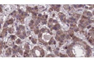 Image no. 2 for anti-G Protein-Coupled Receptor 97 (GPR97) antibody (ABIN6258215)