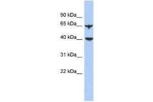Image no. 1 for anti-Apolipoprotein B mRNA Editing Enzyme, Catalytic Polypeptide-Like 4 (Putative) (APOBEC4) (N-Term) antibody (ABIN2786461)
