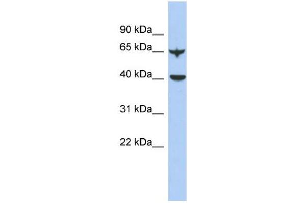 anti-Apolipoprotein B mRNA Editing Enzyme, Catalytic Polypeptide-Like 4 (Putative) (APOBEC4) (N-Term) antibody
