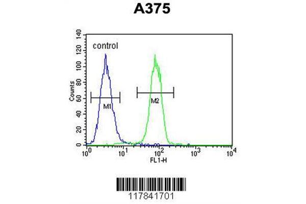 anti-Endothelin-Converting Enzyme 1 (ECE1) (AA 528-556) antibody