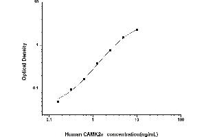 Image no. 1 for Calcium/calmodulin-Dependent Protein Kinase II alpha (CAMK2A) ELISA Kit (ABIN6962015)