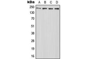 Image no. 1 for anti-ATP-Binding Cassette, Sub-Family A (ABC1), Member 7 (ABCA7) (C-Term) antibody (ABIN2704435)