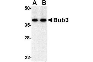 Image no. 2 for anti-Budding Uninhibited By Benzimidazoles 3 Homolog (Yeast) (BUB3) (C-Term), (N-Term) antibody (ABIN499513)