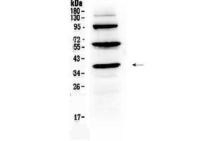 Image no. 4 for anti-Thrombopoietin (THPO) (AA 22-259) antibody (ABIN5518876)
