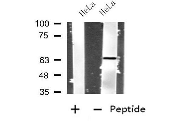 anti-Interleukin 4 Induced 1 (IL4I1) (N-Term) antibody