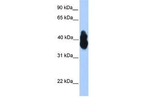 Image no. 3 for anti-Oligodendrocyte Lineage Transcription Factor 2 (OLIG2) (N-Term) antibody (ABIN2777314)