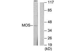 Image no. 1 for anti-Moloney Sarcoma Oncogene (MOS) (AA 61-110) antibody (ABIN1533579)