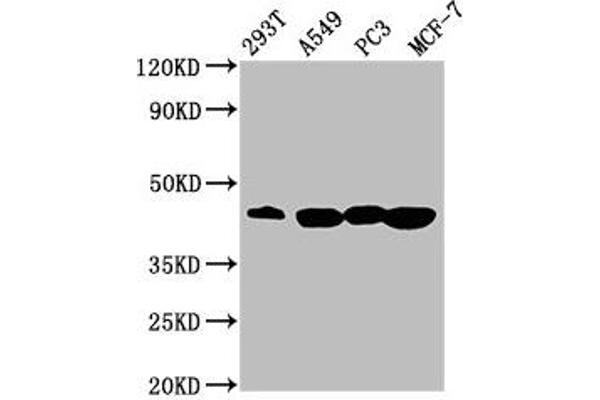 SAV1 anticorps  (AA 1-210)