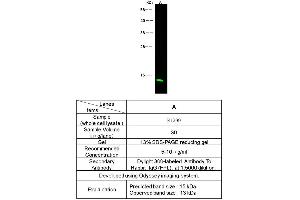 Image no. 3 for anti-Profilin 2 (PFN2) (AA 1-140) antibody (ABIN2692793)