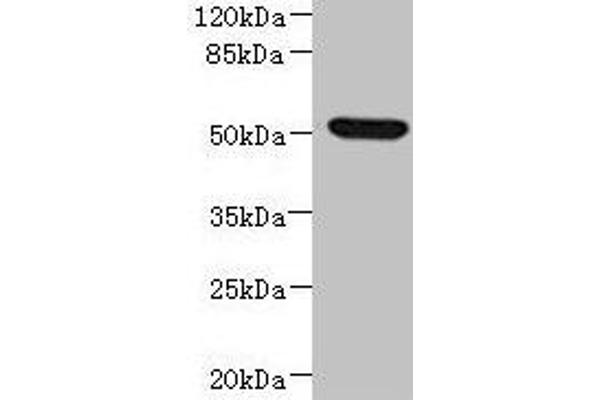 NDUFV1 抗体  (AA 1-250)